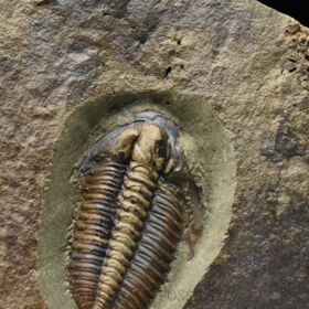 trilobit Lobocephalina emmrichi