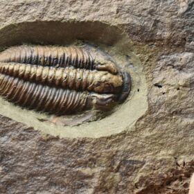 trilobit Lobocephalina emmrichi