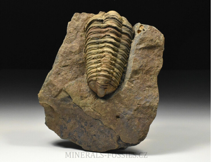 trilobit Colpocoryphe grandis