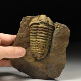 trilobit Colpocoryphe grandis