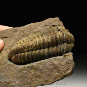 trilobit Colpocoryphe grandis