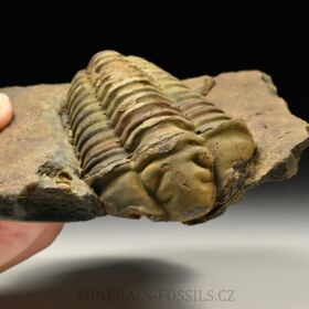 trilobit Colpocoryphe grandis