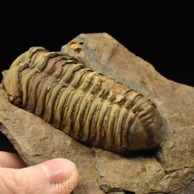 trilobit Colpocoryphe grandis