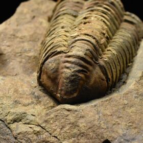 trilobit Colpocoryphe grandis