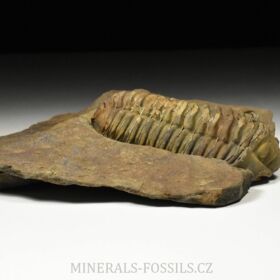 trilobit Colpocoryphe grandis