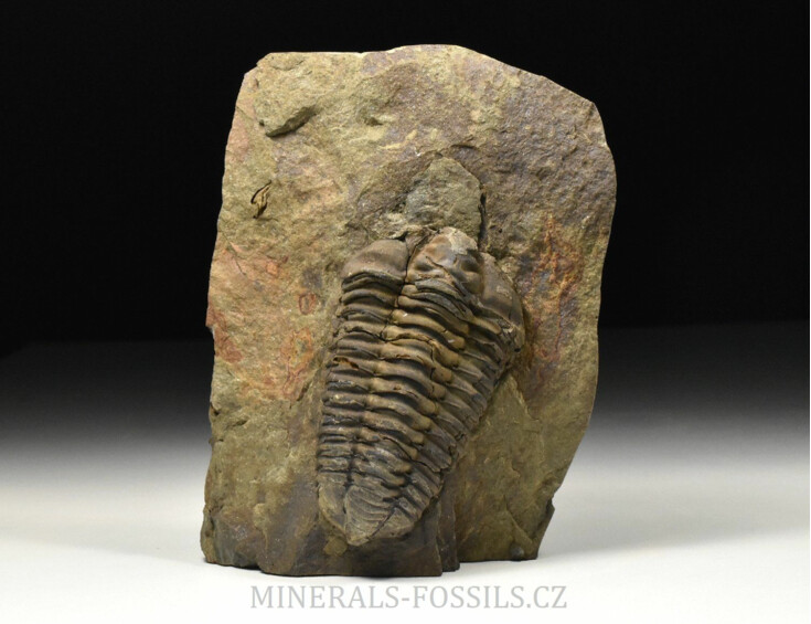 trilobit Colpocoryphe grandis