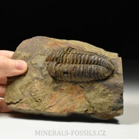 trilobit Colpocoryphe grandis