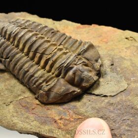 trilobit Colpocoryphe grandis