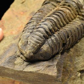 trilobit Colpocoryphe grandis