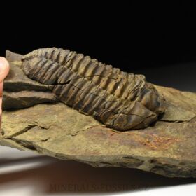 trilobit Colpocoryphe grandis