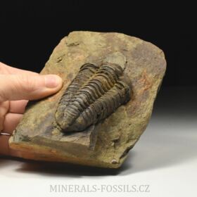 trilobit Colpocoryphe grandis