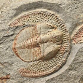 trilobit Declivolithus titan