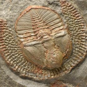 trilobit Declivolithus titan