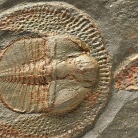 trilobit Declivolithus titan