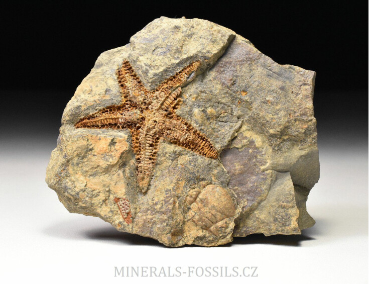 zkamenělá hvězdice