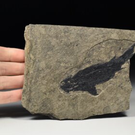 zkamenělá ryba Paramblypterus