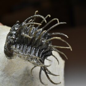 trilobit Koneprusia brutoni