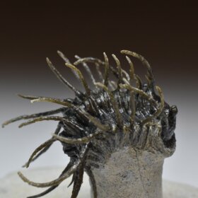 trilobit Koneprusia brutoni