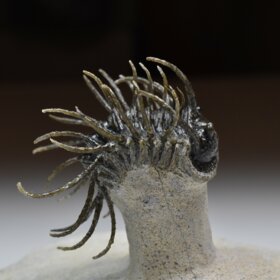 trilobit Koneprusia brutoni