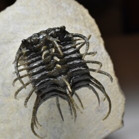 trilobit Koneprusia brutoni