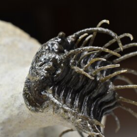 trilobit Koneprusia brutoni