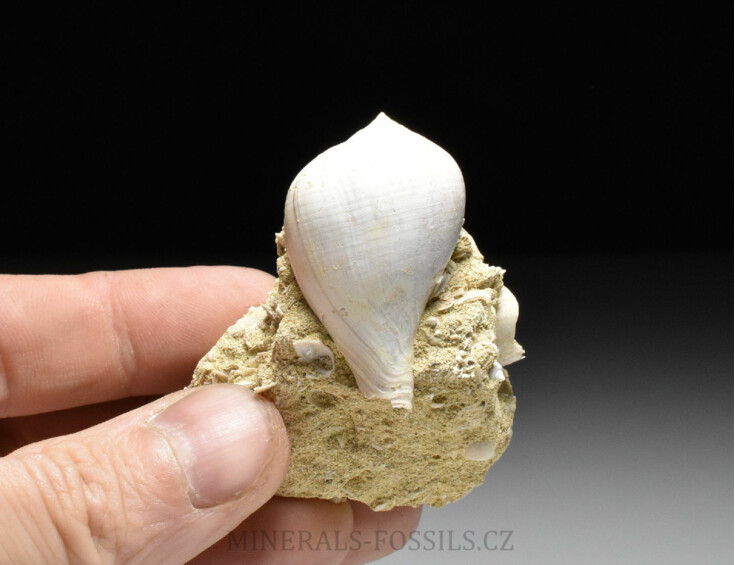 fosilní lastury - Sycostoma bulbiforme