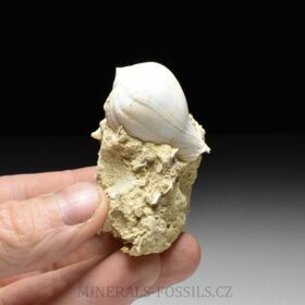 fosilní lastury - Sycostoma bulbiforme