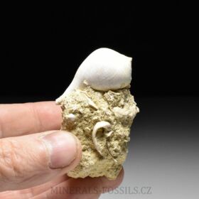 fosilní lastury - Sycostoma bulbiforme