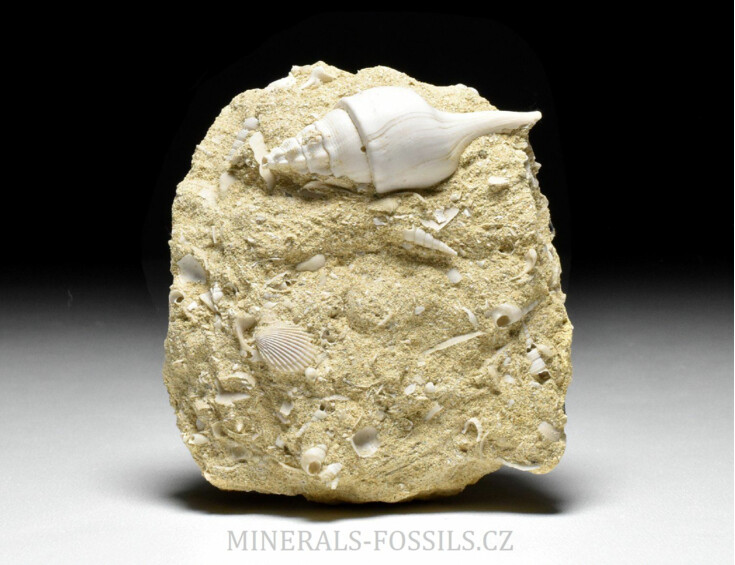 fosilní lastury - Clavilithes parisensis