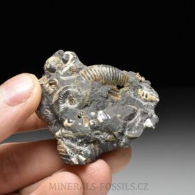 amonit Quenstedtoceras henrici