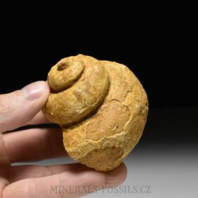 fosilní zářezovka Pleurotomaria armata