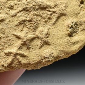 fosilní hvězdice - Asterina sp.