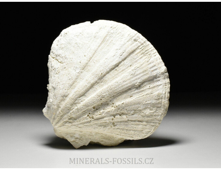 fosilní hřebenatka - Pecten gigant