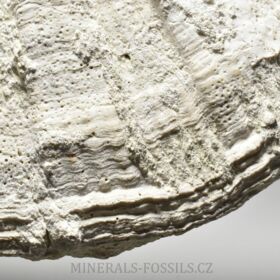 fosilní hřebenatka - Pecten gigant
