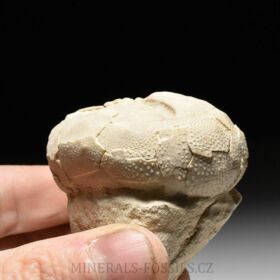fosilní ježovka - Schizaster erynotus