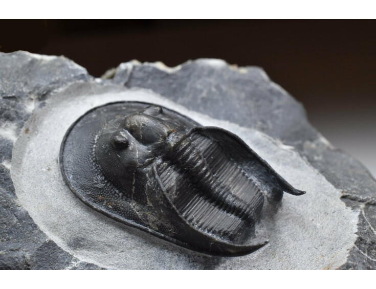 trilobit Scotoharpes perradiatus