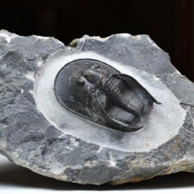 trilobit Scotoharpes perradiatus