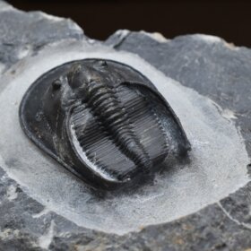 trilobit Scotoharpes perradiatus