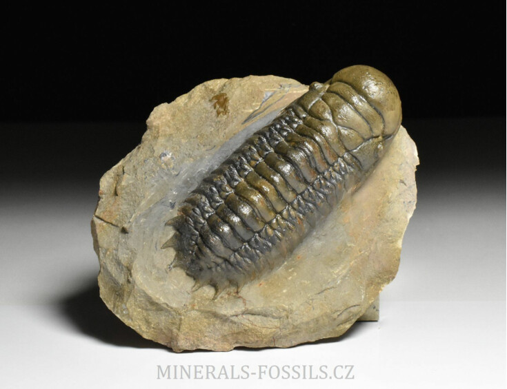 trilobit Crotalocephalina gibba
