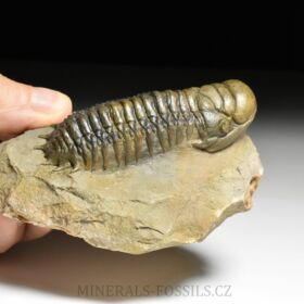 trilobit Crotalocephalina gibba