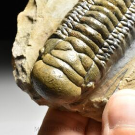 trilobit Crotalocephalina gibba