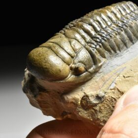 trilobit Crotalocephalina gibba