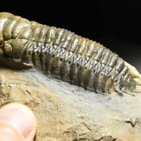 trilobit Crotalocephalina gibba