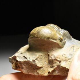 trilobit Crotalocephalina gibba