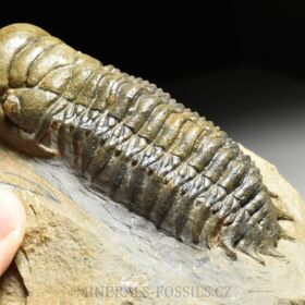 trilobit Crotalocephalina gibba