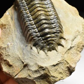trilobit Crotalocephalina gibba