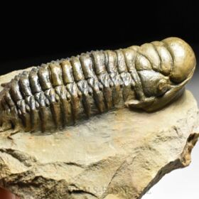 trilobit Crotalocephalina gibba