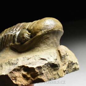 trilobit Crotalocephalina gibba