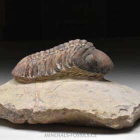 trilobit Reedops cephalotes