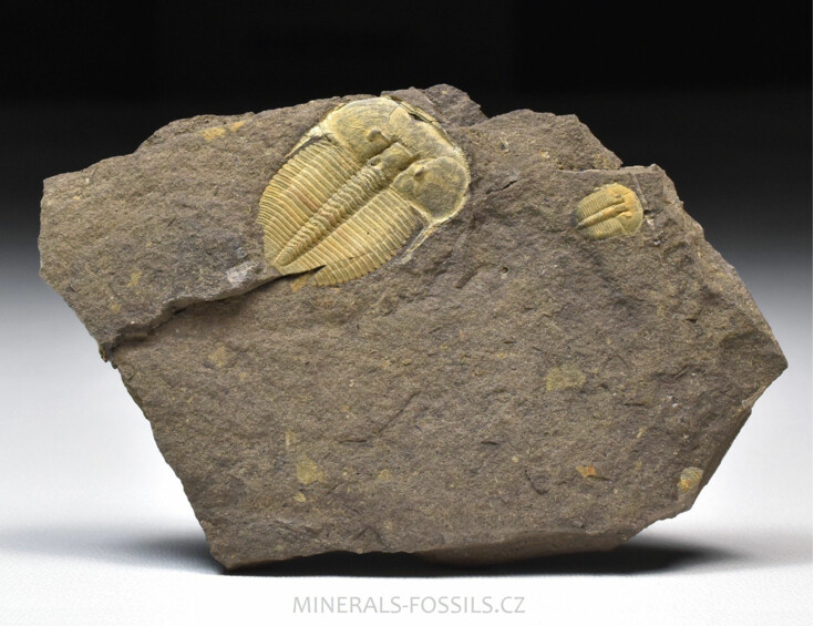 trilobit Aulacopleura konincki